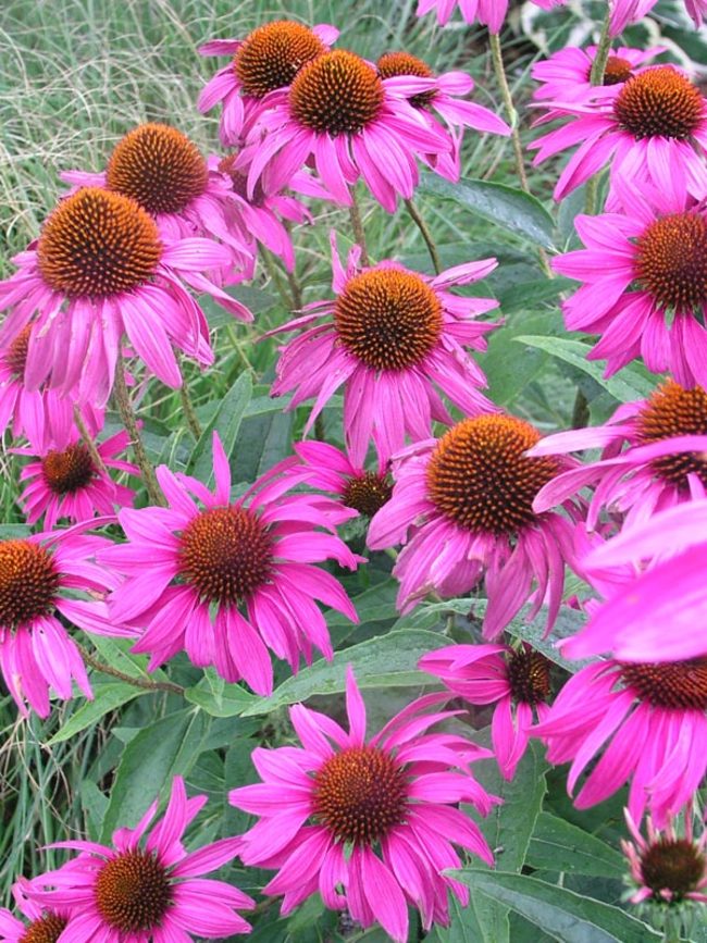 Echinacea Rubinstern