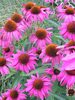 Echinacea Rubinstern