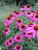 Echinacea Rubinstern