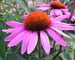 Echinacea Rubinstern