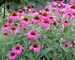 Echinacea Rubinstern