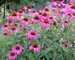 Echinacea Rubinstern