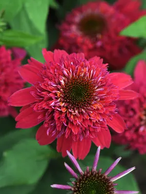 Link to Echinacea Double Scoop Raspberry