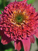 Echinacea Double Scoop Raspberry