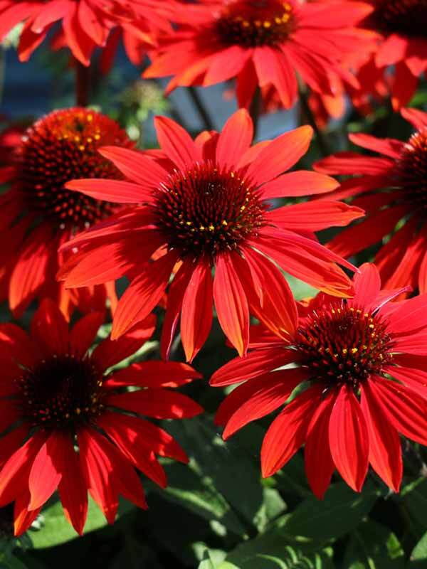 Echinacea Sombrero Sangrita
