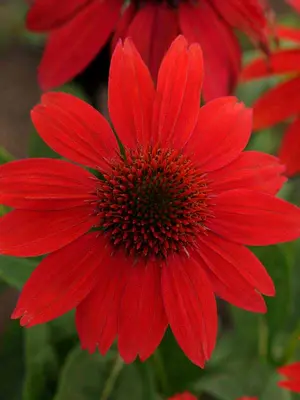 Link to Echinacea Sombrero&reg; Salsa Red