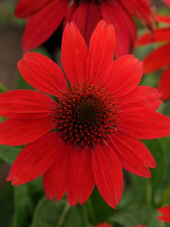 Echinacea Sombrero Salsa Red