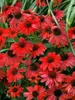 Echinacea Sombrero Salsa Red