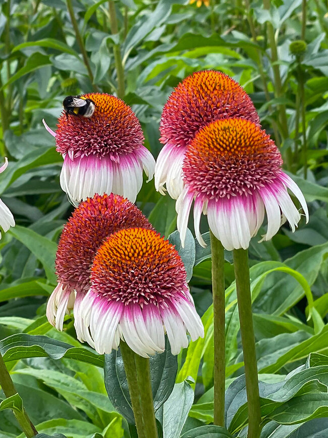 Echinacea Strawberry and Cream