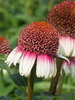 Echinacea Strawberry and Cream