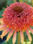 Echinacea Secret Desire