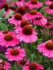 Echinacea Sensation Pink