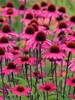 Echinacea Sensation Pink