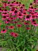 Echinacea Sensation Pink