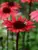 Echinacea Solar Flare