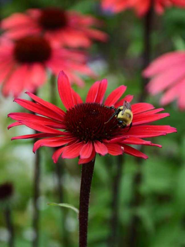 Echinacea Solar Flare