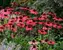 Echinacea Solar Flare