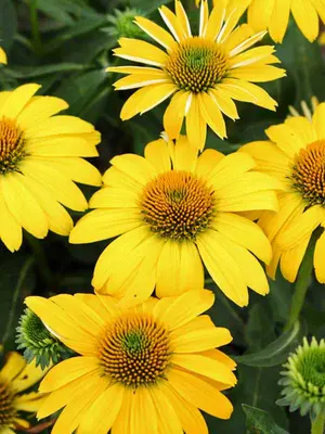 Link to Echinacea Sombrero&reg; Lemon Yellow