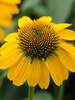 Echinacea Sombrero Lemon Yellow