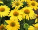 Echinacea Sombrero Lemon Yellow