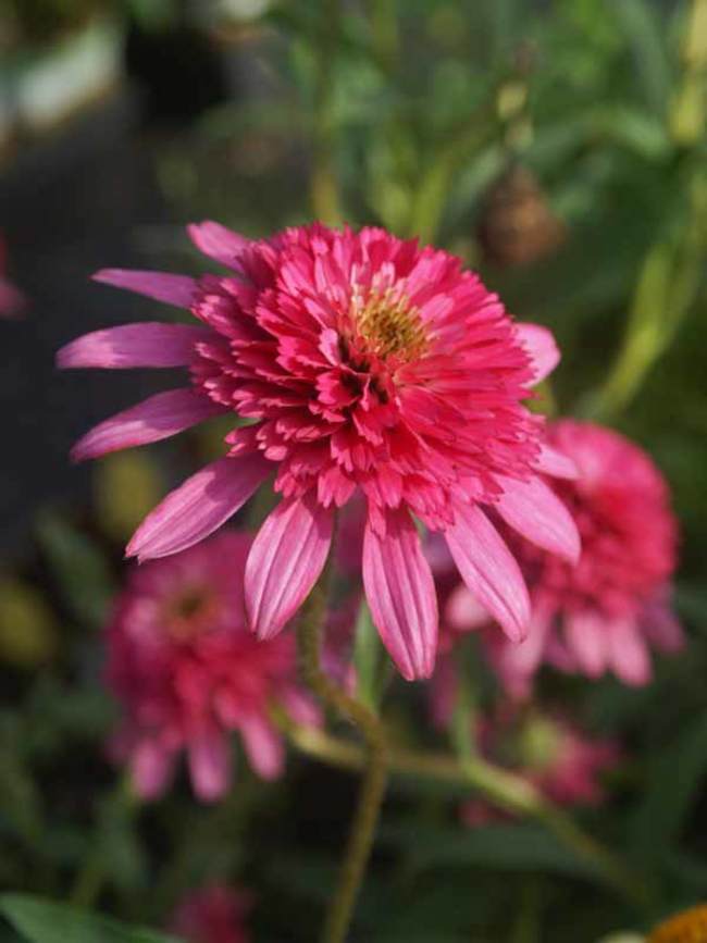 Echinacea Southern Belle