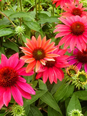 Link to Echinacea Sombrero&reg; Tres Amigos