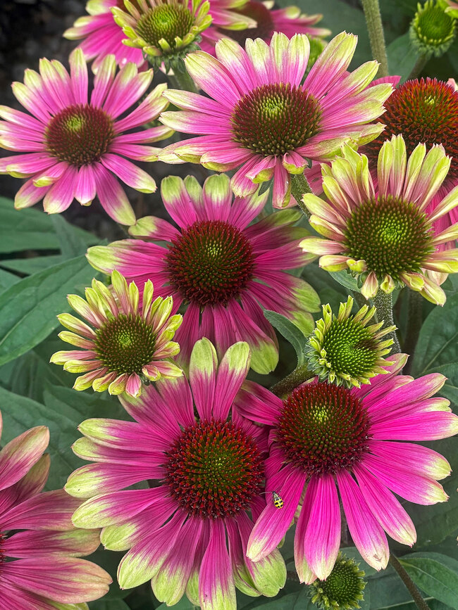 Echinacea Sweet Sandia