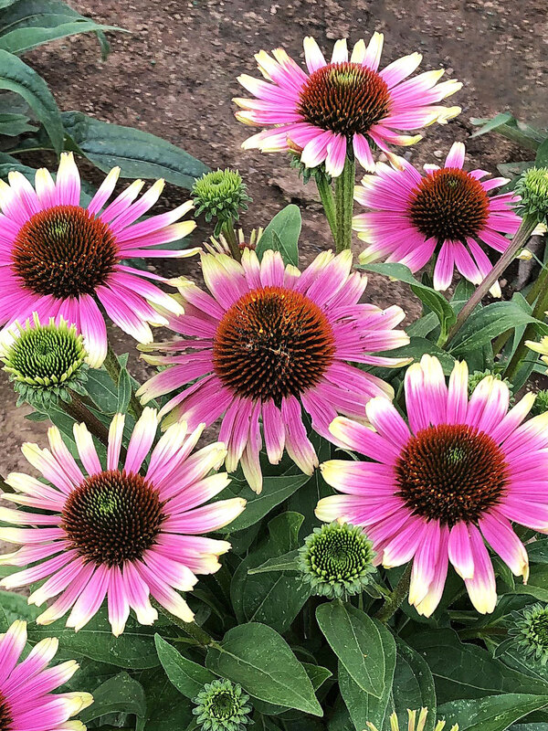 Echinacea French Tips