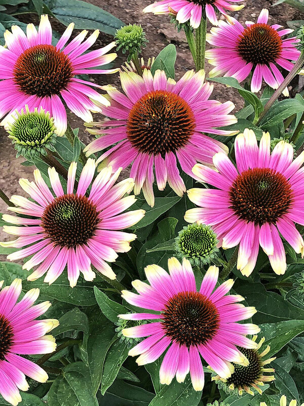 Echinacea French Tips