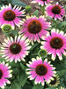 Echinacea French Tips