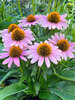 Echinacea French Tips
