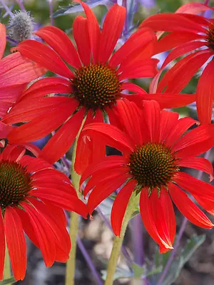 Link to Echinacea Tomato Soup