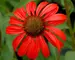 Echinacea Tomato Soup