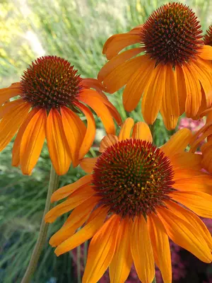 Link to Echinacea Tiki Torch