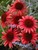 Echinacea Twilight