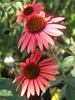 Echinacea Twilight