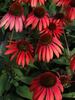 Echinacea Twilight