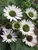 Echinacea Virgin