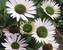 Echinacea Virgin