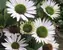 Echinacea Virgin