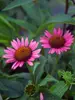 Echinacea Vintage Wine