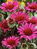 Echinacea Vintage Wine