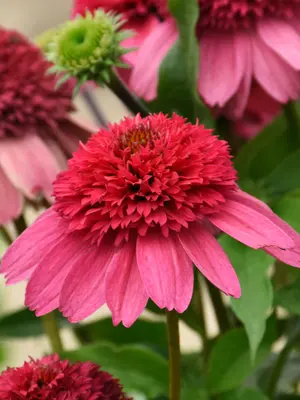Link to Echinacea Watermelon Sugar