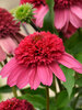 Echinacea Watermelon Sugar