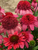 Echinacea Watermelon Sugar