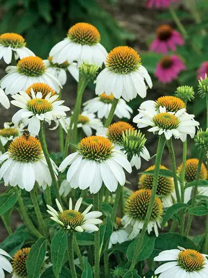 Link to Echinacea Pow Wow White