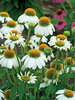 Echinacea Pow Wow White