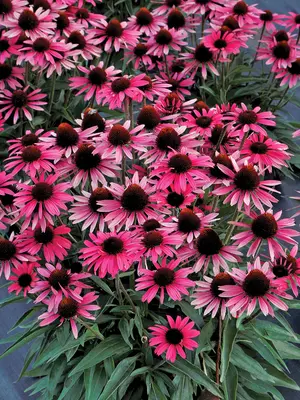 Link to Echinacea Wicked