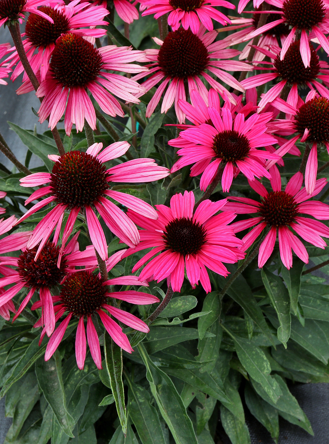 daisy like flowers pink