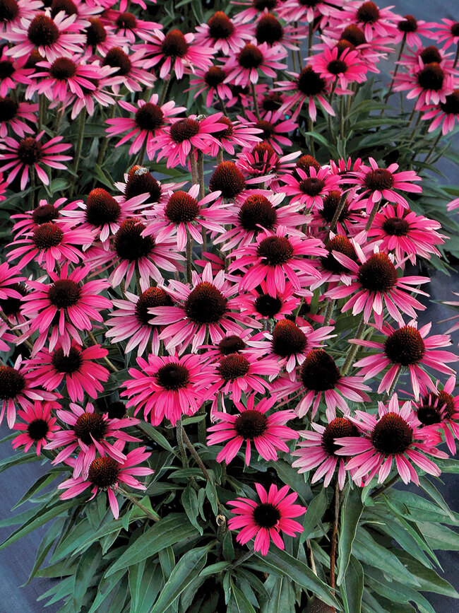 Echinacea Wicked